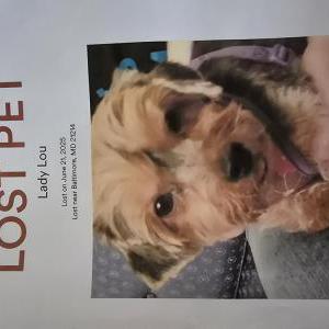 Lost 1 Lady (MD)