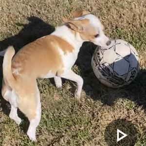 Image of Luna, Lost Dog