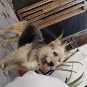 Image of nena, Lost Dog