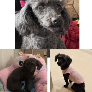 Lost 1 Mila (CA)