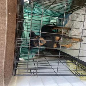 Found Dog Unknown