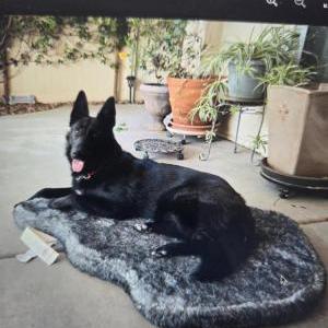 Image of Unknown, Found Dog
