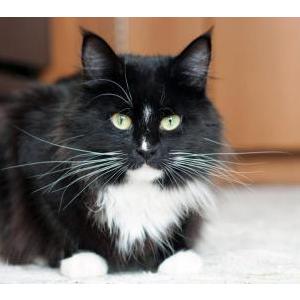 Image of Von, Lost Cat