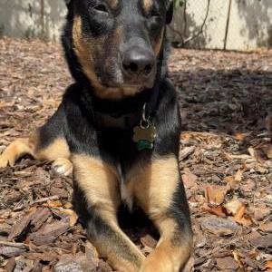 Image of Bella, Lost Dog