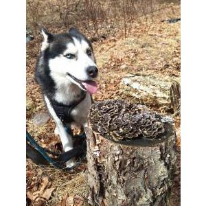 Image of Proud, Lost Dog