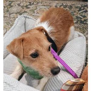 Image of Rudy, Lost Dog