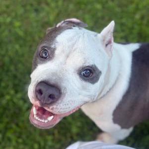 Found Dog Unknown