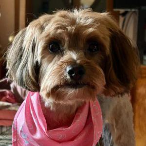 Image of Mika, Lost Dog