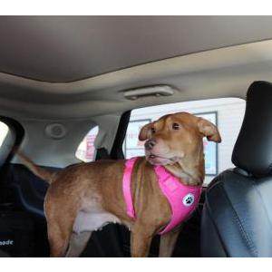 Lost Dog Lucy
