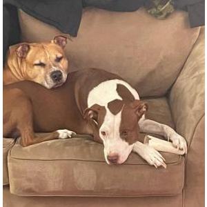 Lost Dog Shine