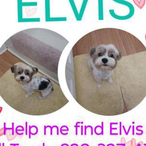 Image of Elvis, Lost Dog