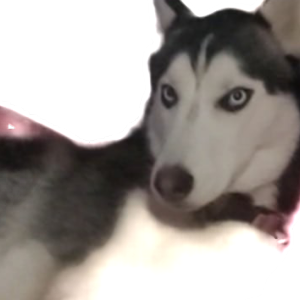 Lost Dog Royal roy