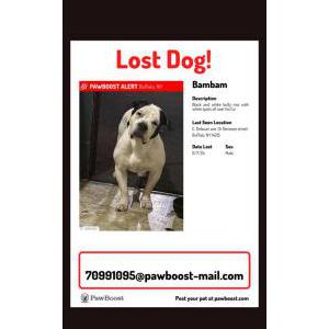Image of BamBam, Lost Dog