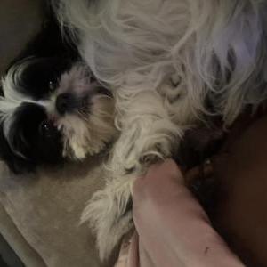 Image of Luna, Lost Dog