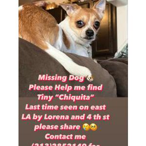Lost Dog Tiny