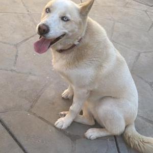 Image of Skye, Lost Dog