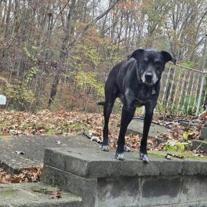 Image of Ruger, Lost Dog