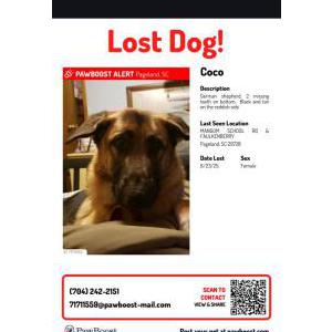 Image of Coco, Lost Dog
