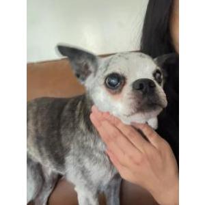 Lost Dog Tinky