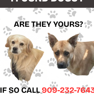 Found Dog Unkown