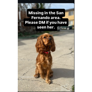 Lost Dog Lady