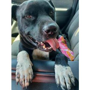 Lost Dog Max