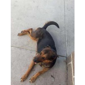 Image of Unknown, Found Dog