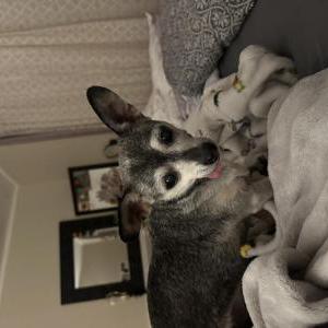 Image of Kathy, Lost Dog