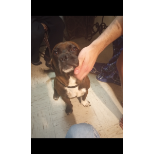 Image of Dracc0, Lost Dog