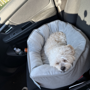 Image of Sunny, Lost Dog