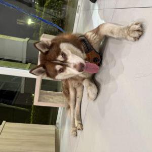 Found Dog Unknown