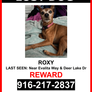Lost Dog Roxy