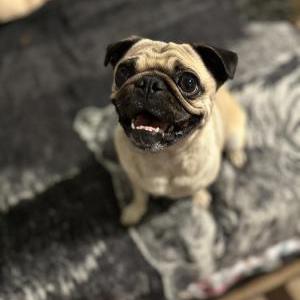 Lost Dog Macchi