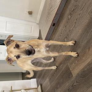 Lost Dog Brodie