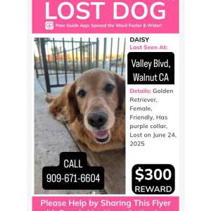 Lost Dog Daisy