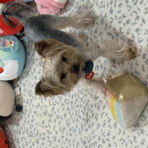 Image of lorenzo, Lost Dog