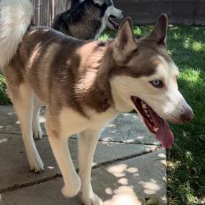 Image of Alaiah, Lost Dog