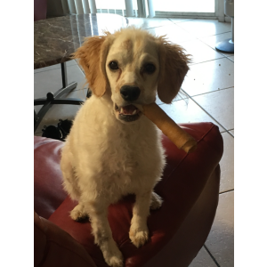 Image of Mr. Beagles, Lost Dog