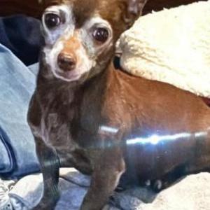 Image of Princess, Lost Dog
