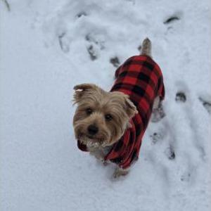 Image of Chewie, Lost Dog