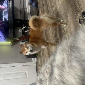 Lost Dog Keeko