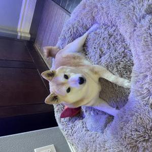 Image of Kuma, Lost Dog