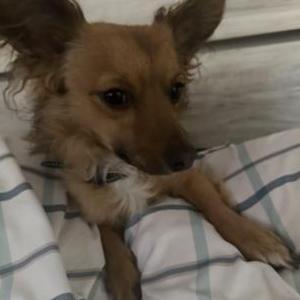 Lost Dog Papi