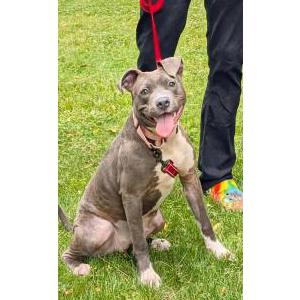 Image of Angel, Lost Dog