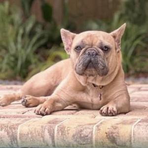 Image of Lucy, Lost Dog