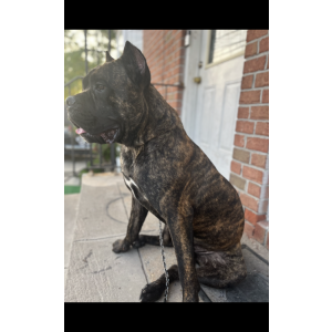 Lost Dog King