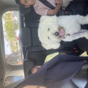 Found Dog Unknown