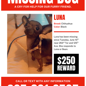 Lost Dog Luna
