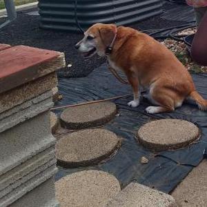 Image of Tia, Lost Dog