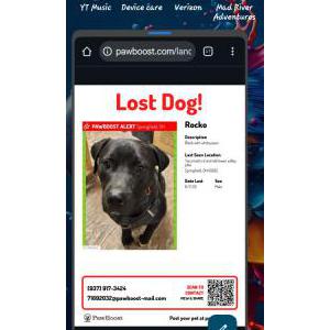 Image of Rocko, Lost Dog